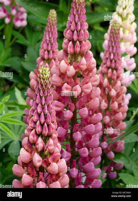 Tall flower spikes of multi-toned pink Rusell hybrid lupines (lupins ...