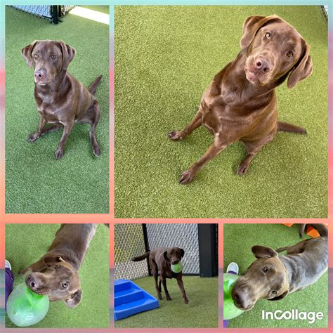 imperial animal hospital mo 5