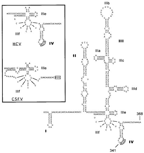 The Proposed Secondary Structure Of The Genotype B Hcv Ires Adapted