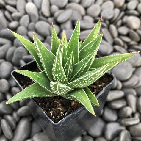 Haworthia herbacea (2" Pot) | Little Prince To Go