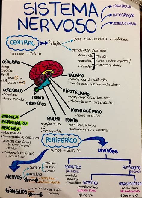 mapa mental sistema nervoso central  periferico fdplearn