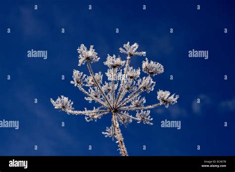 Umbellifer Apiaceae Hi Res Stock Photography And Images Alamy