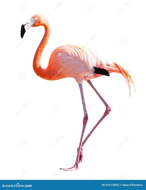 Full Length Of Flamingo Over White Stock Photo Image Of Isolated