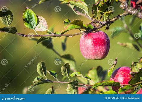 Apples Hanging From A Tree Branch In An Apple Orchard Stock Photo