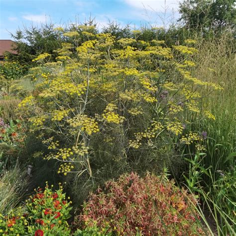 Foeniculum vulgare Giant Bronze Gėlių Dvarelis