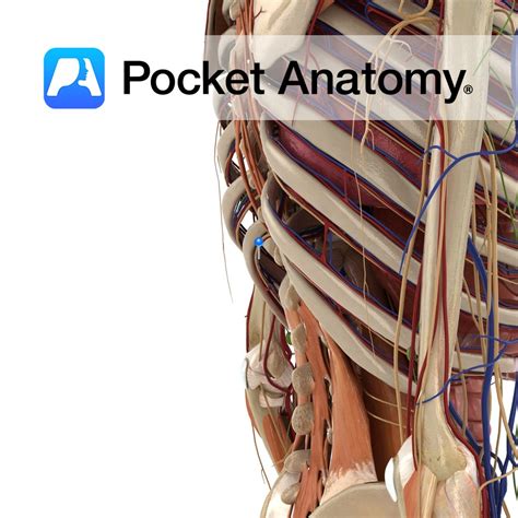 Intercostal nerve 11 - Pocket Anatomy