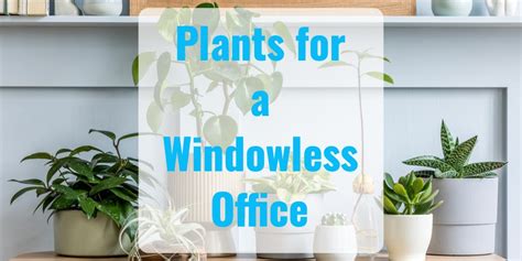 Plants for an Office without Windows Creative juice: "what were they ...