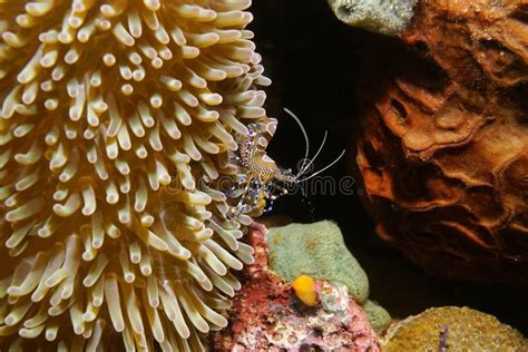 Spotted Cleaner Shrimp Underwater Caribbean Sea Stock Image Image Of