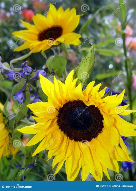 Garden with sunflowers stock image. Image of foliage, leaves - 56961