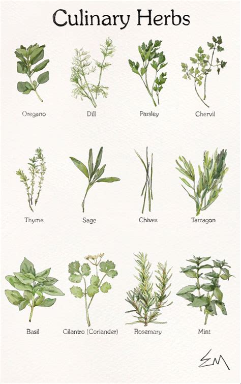 Culinary Herbs | Herbs illustration, Watercolor herbs, Botanical drawings