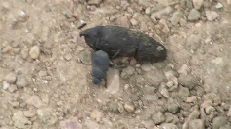 Tumblebug Dung Beetle Rolling Poo Youtube