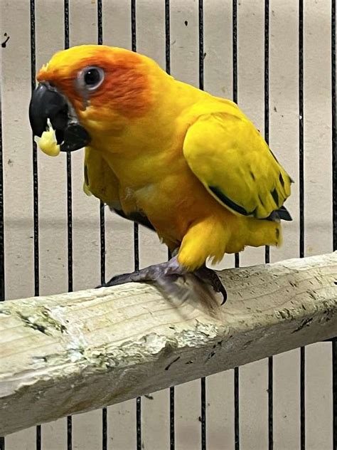 Female Sun Conure