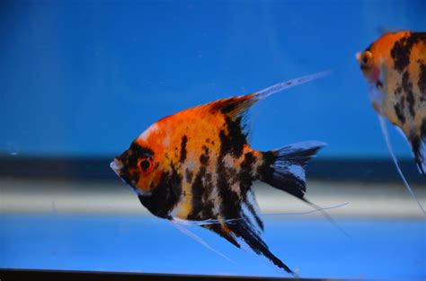 Angelfish And Discus