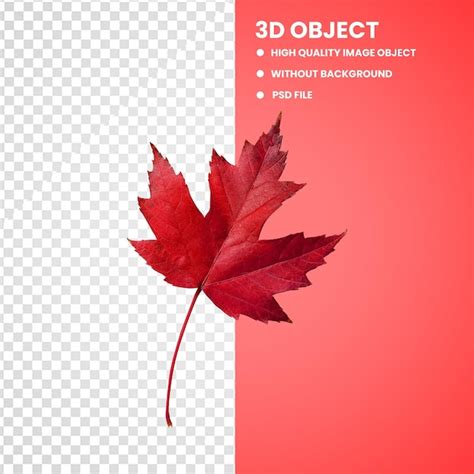 Premium Psd Maple Leaf