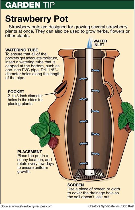 How To Grow Strawberries In A Planter Pot Artofit