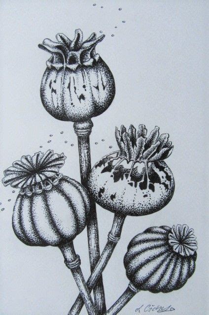 Poppy Seed Heads Original Pen Ink Drawing Louise Cichy Natural