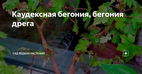 Каудексная бегония, бегония дрега | Сад редких растений | Дзен