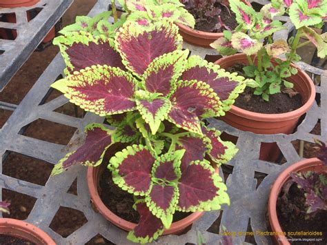 Medicinal Plants Coleus Blumei Plectranthus Scutellarioides