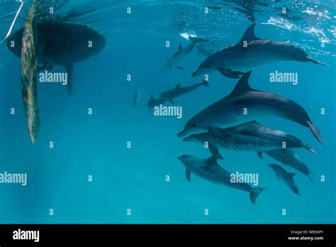 Atlantic Spotted Dolphins Hi Res Stock Photography And Images Alamy