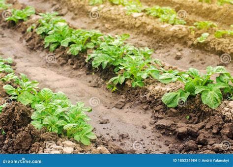 Plantation Of Young Potatoes Grow In The Field Growing Organic