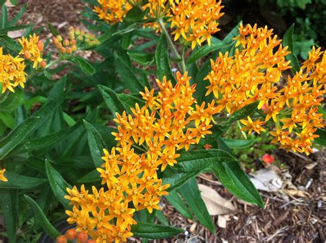 Butterfly Weed - Asclepias tuberosa