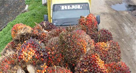 Palm Oil News The Palm Oil Farmers In Sekadau Complain The Fruit Price