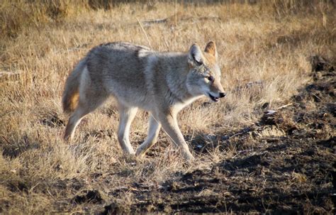 Coyotes In Virginia