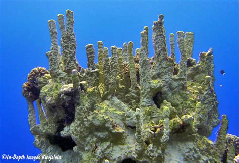 Millepora exaesa, Marshall Islands