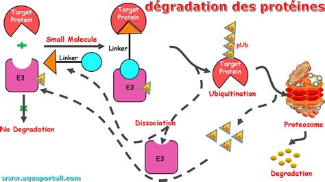 Dégradation des protéines définition illustrée