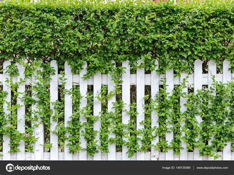 Fresh Spring Green Grass And Leaf Plant Over Wood Fence Background Wooden Fence And Grass