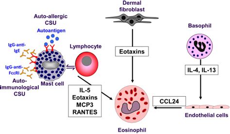 Eosinophil Function