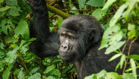 Uganda Habituated Gorilla Families And Groups Kisoro Tours