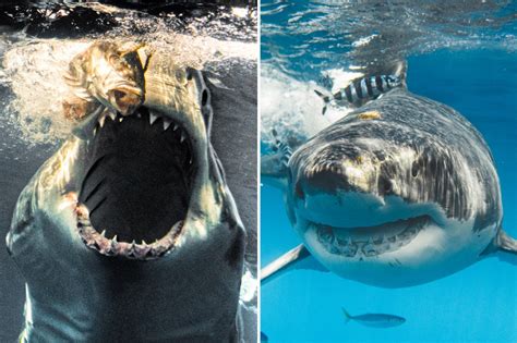 Terrifying pictures show the bone-chilling view you'd see if you were