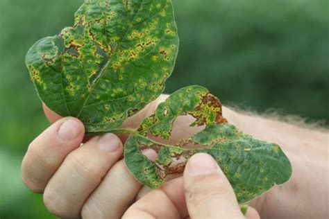 Bacterial Leaf Blight Soybean Disease Soybean Research And Information Network Srin