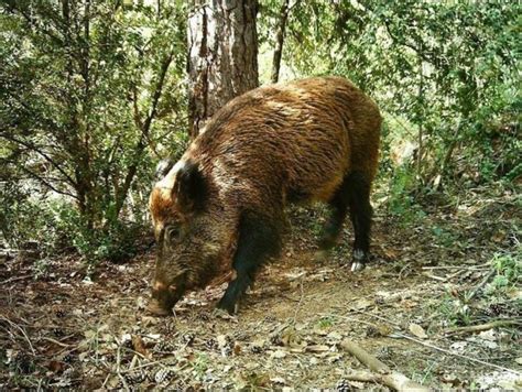 Ecologistes En Acci Demana La Restricci Severa De La Ca A M S