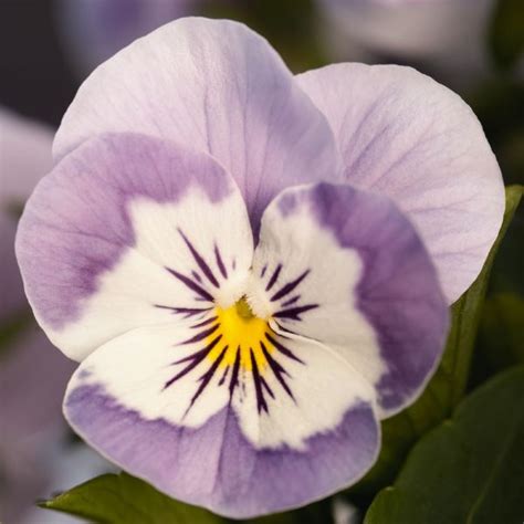 Viola Cornuta Admire Pink Surprise Muller Seeds