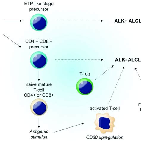 Both Alk And Alk−alcl Have A Genome Wide Dna Methylation Pattern Alcl Download Scientific