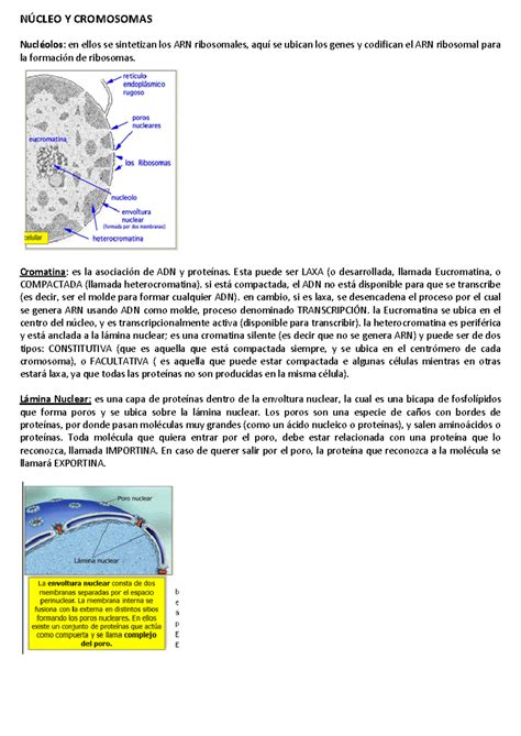 Resumen segundo parcial UBAXXI NÚCLEO Y CROMOSOMAS Nucléolos en