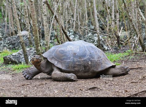 Galapagos Tortoise Giant Tortoise Chelonoidis Nigra Floreana Island