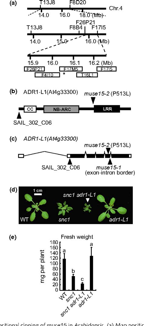 Figure From Tnl Mediated Immunity In Arabidopsis Requires Complex