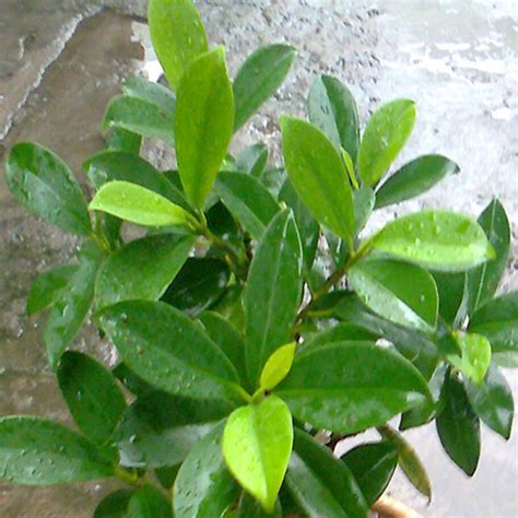 Ficus Panda Ornamental Shrubs Exotic Flora