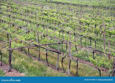 Largest Vineyard Bunches of Grapes in Growth in the Fine Wine Pr Stock ...