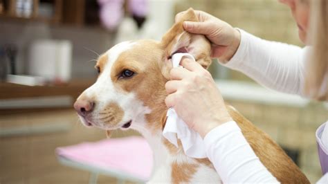 Easy & Effective DIY Ear Cleaner For Dogs - Proud Dog Mom