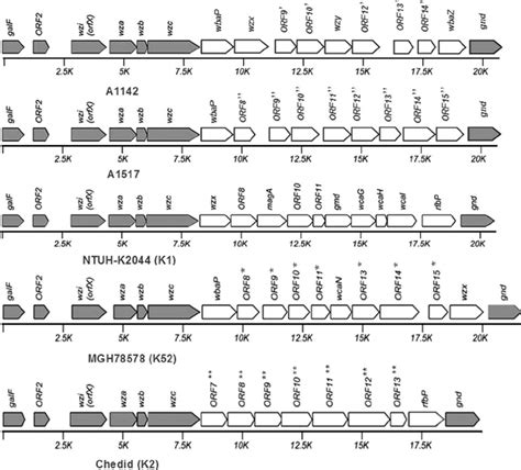 Comparison Of Capsular Polysaccharide Synthesis Cps Regions Between