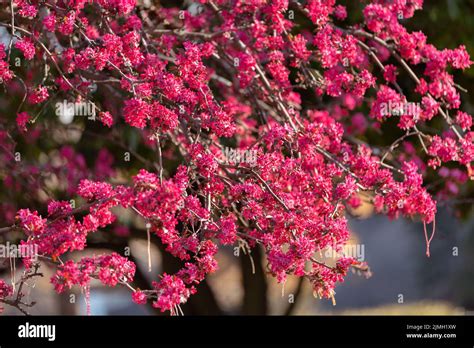 Pink Red Cherry Blossom Tree Sakura Flowers Stock Photo Alamy