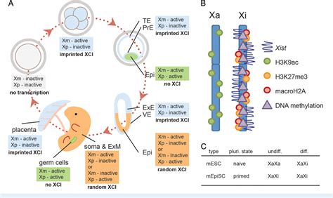 X Chromosome Inactivation In Humans