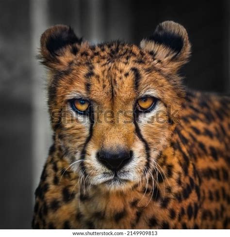 3,367 Cheetah Face Close Royalty-Free Photos and Stock Images ...