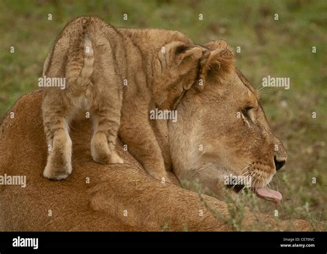 Lioness And Cub Hi Res Stock Photography And Images Alamy