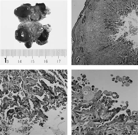 Pdf Apocrine Adenocarcinoma In A Golden Hamster Semantic Scholar