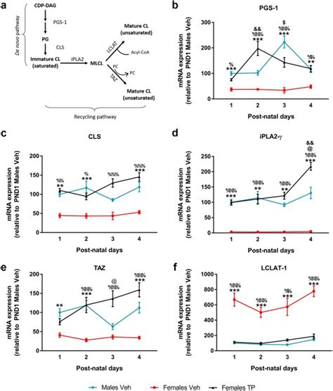 Developmental Sex Differences In The Metabolism Of Cardiolipin In Mouse Cerebral Cortex